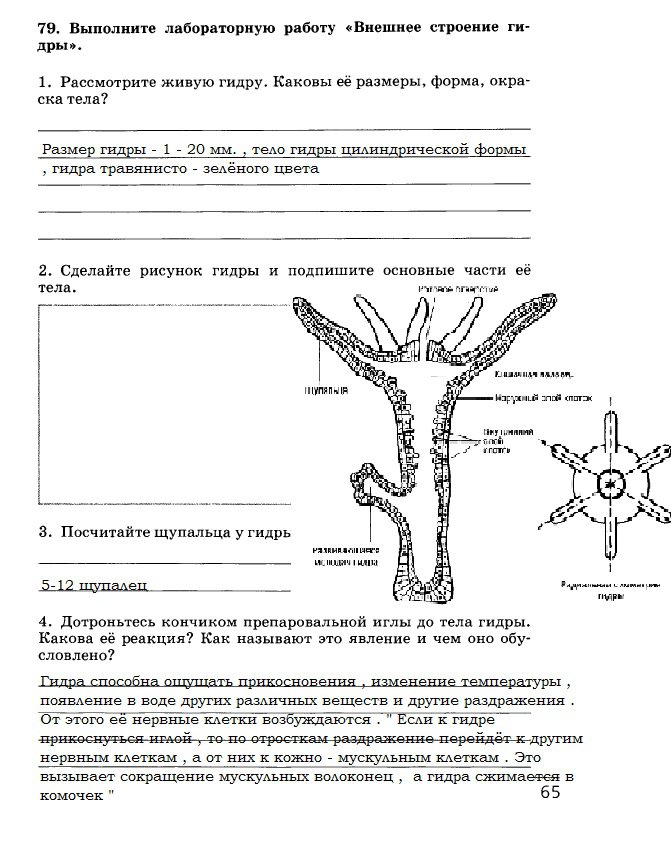 Сайт blacksprut на торе ссылка