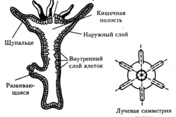 Блекспрут com